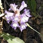 Orobanche nana Агульны выгляд