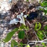 Humbertioturraea malifolia Flor