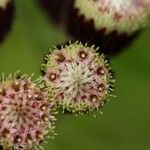 Psiadia anchusifolia Flower