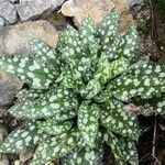 Pulmonaria saccharata Leaf