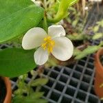 Begonia molleri 花