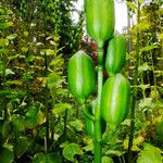 Cardiocrinum giganteum Fruto