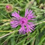 Centaurea nervosaFlors