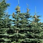 Abies procera Levél