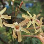 Ixia paniculata Flor