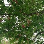 Aesculus × carnea 葉