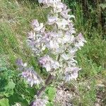 Salvia sclarea Fleur