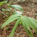 Maianthemum racemosum Feuille