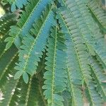 Albizia lebbeckLeaf