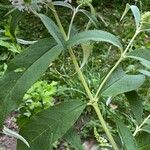 Buddleja albiflora Ліст