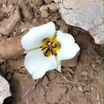 Calochortus bruneaunis Fiore