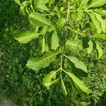 Euonymus hamiltonianus Leaf