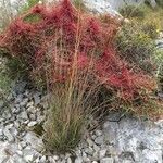 Cuscuta epithymum Diğer
