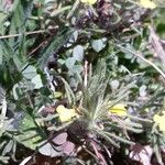 Ajuga chamaepitys Flower