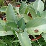 Kalanchoe laetivirens برگ