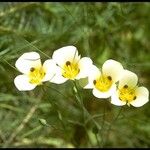 Calochortus leichtlinii Flower