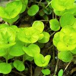 Lysimachia nummularia Blad