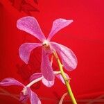 Vanda coerulescens Flower