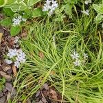 Allium subhirsutum Çiçek
