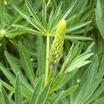 Lupinus nootkatensis Cvijet