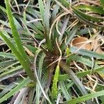 Dyckia encholirioides Fulla