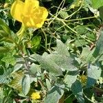 Oenothera parviflora फूल