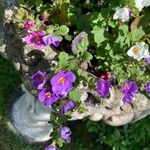 Sutera cordata Fula
