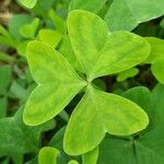 Oxalis latifolia पत्ता