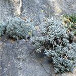 Helichrysum ambiguum Otro