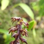 Bulbophyllum incurvum Fiore