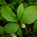 Stewartia pseudocamellia Folla