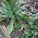 Ammobium alatum Leaf