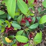 Illicium floridanum Blatt