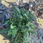 Pycnocomon rutifolium Hoja