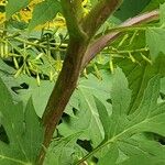 Senecio ovatus Bark