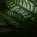 Iryanthera hostmannii Leaf