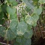 Tinospora cordifolia Leaf