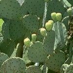 Opuntia aciculata Ліст