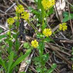 Barbarea stricta Ostatní