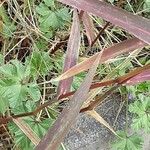 Echinochloa crus-galli Leaf