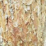Pinus densiflora Bark