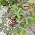 Jatropha gossypiifolia Leaf