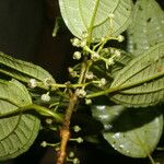 Miconia rubescens 果実