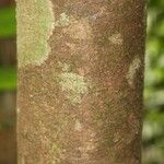 Ilex martiniana Bark
