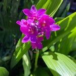 Spathoglottis unguiculata Blomst