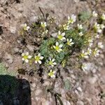 Saxifraga caesia Fula