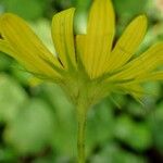Doronicum pardalianches Květ