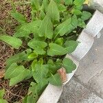 Viola sagittata Blad