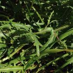 Streptanthus insignis