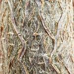 Adansonia za Bark